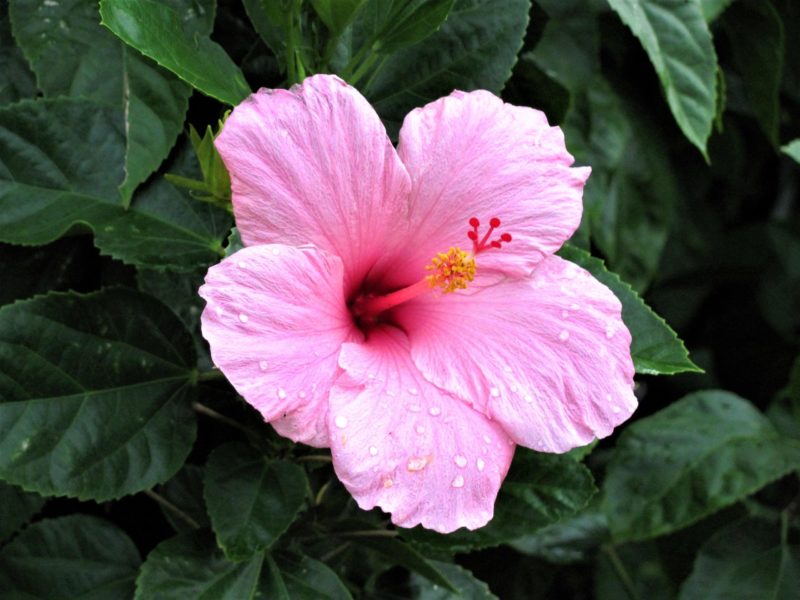 how to use hibiscus for pcos